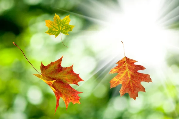 Hojas de otoño sobre un fondo de sol — Foto de Stock