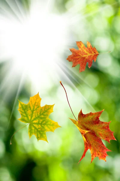 Hojas de otoño sobre un fondo de sol primer plano — Foto de Stock