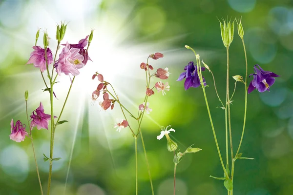 緑の背景のクローズ アップの花 — ストック写真
