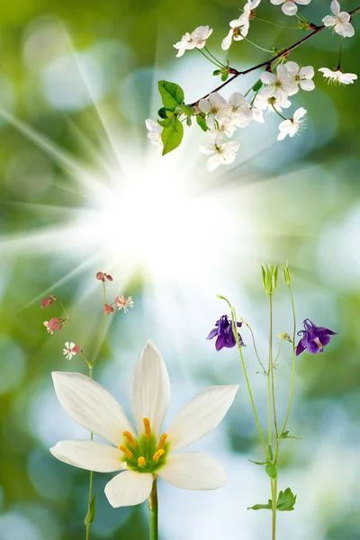 Flores sobre el fondo del sol — Foto de Stock