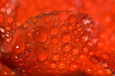 Görüntü güzel kırmızı gül makronun