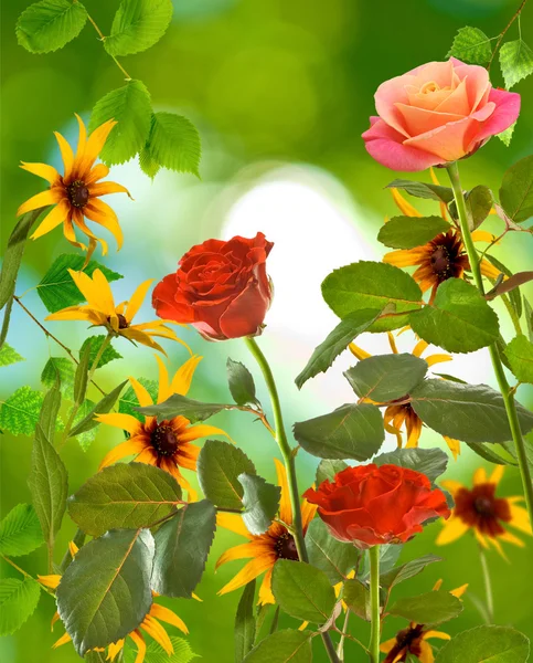 Schöne Rosen auf verschwommenem Hintergrund Nahaufnahme — Stockfoto