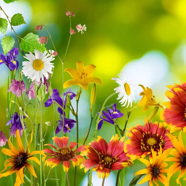 Schöne Blumen im Garten auf grünem Hintergrund Nahaufnahme — Stockfoto