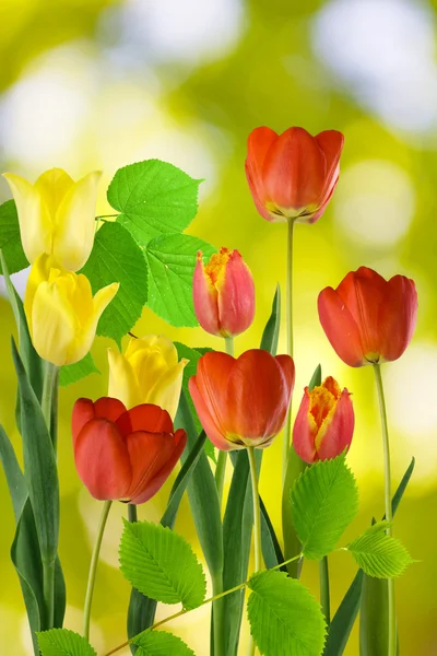 Diferentes flores en el jardín sobre un fondo verde borroso —  Fotos de Stock