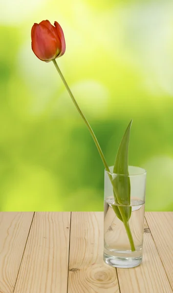Una hermosa flor tulipanes en un jarrón sobre un fondo verde primer plano —  Fotos de Stock