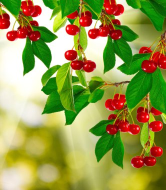 yeşil arka plan bulanık kiraz ile şube