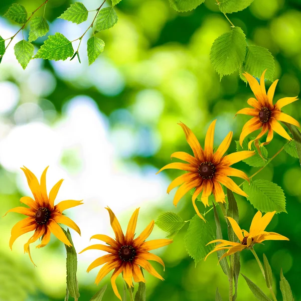 Hermosas flores en el parque — Foto de Stock