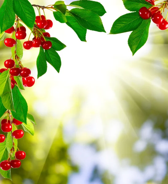 Hermosa rama con cereza contra el sol — Foto de Stock