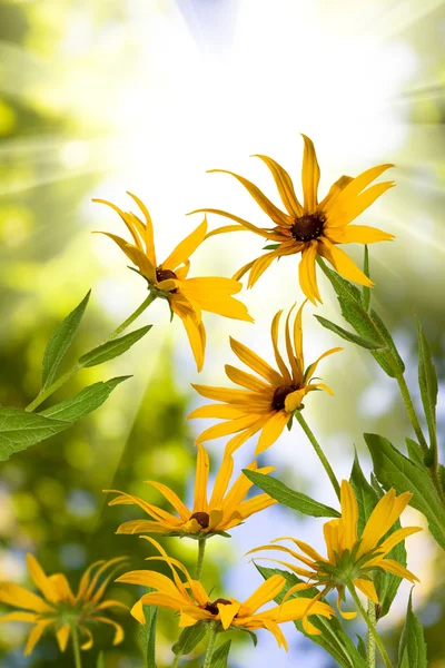 Hermosas flores en el jardín al sol — Foto de Stock