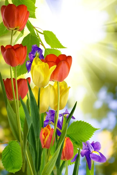 Diferentes flores en el jardín — Foto de Stock