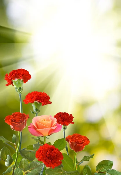 Viele Farben auf grünem Hintergrund Nahaufnahme — Stockfoto