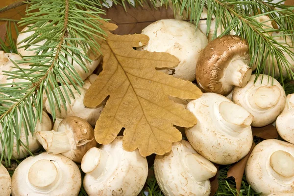 Veel paddestoelen en Herfstbladeren — Stockfoto