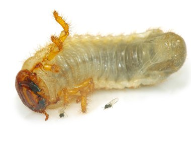 larva beyaz bir arka plan üzerinde