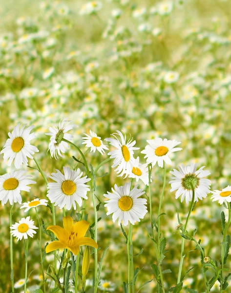 Daisies in a field closeup — Stock Photo, Image