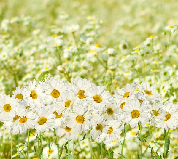 Gänseblümchen in einer Wiese Nahaufnahme — Stockfoto