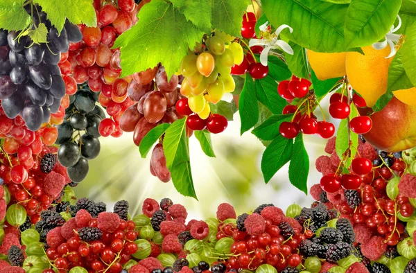 Many fruits closeup — Stock Photo, Image