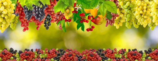 Many grapes on a green background — Stock Photo, Image