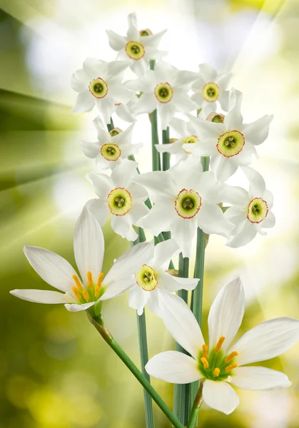 Hermosas flores blancas — Foto de Stock