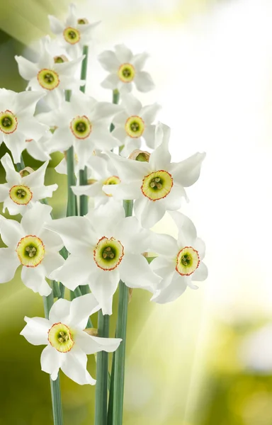 Beautiful white flowers — Stock Photo, Image