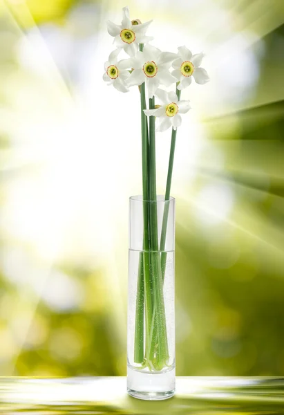 花瓶里的花 — 图库照片