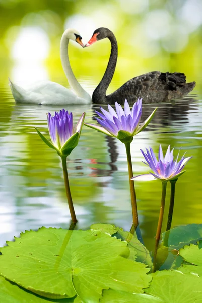 Lotus su ve kuğular