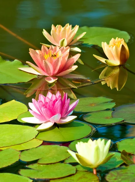 Lotus in the water — Stock Photo, Image