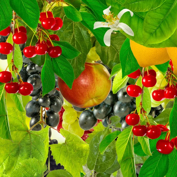 Verschiedene Früchte Nahaufnahme — Stockfoto
