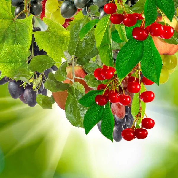 Yeşil bir arka plan üzerinde farklı meyve — Stok fotoğraf