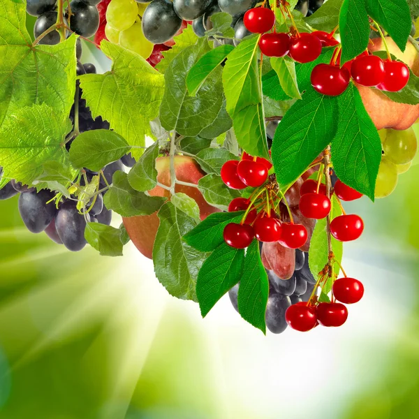 Frutas diferentes sobre un fondo verde —  Fotos de Stock