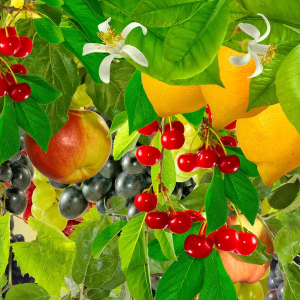 Εικόνα των διαφορετικών φρούτων closeup — Φωτογραφία Αρχείου