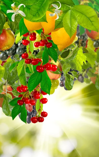 Fruits on a green background — Stock Image Fruits on a green background Stock Image