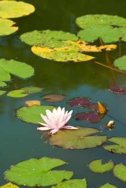 Suda nilüfer çiçeği 