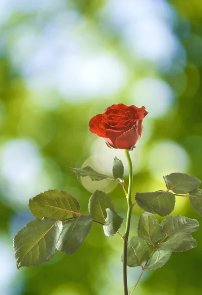Obraz piękna czerwona róża zbliżenie — Zdjęcie stockowe