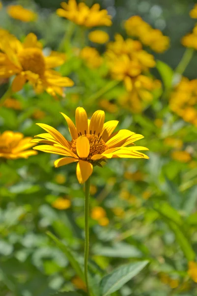 Beautiful yellow flowers in the garden — Stock Photo, Image