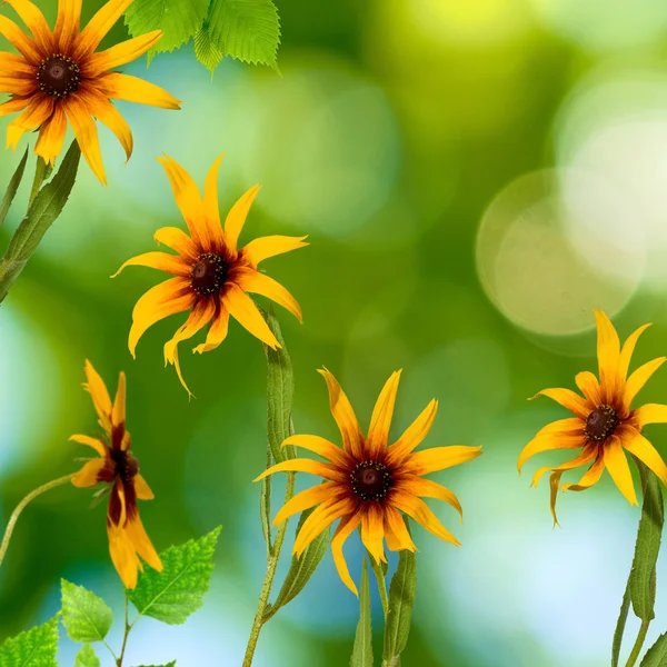 Hermosas flores en el jardín — Foto de Stock