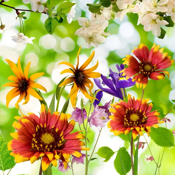 Many beautiful flowers in the garden — Stock Photo, Image