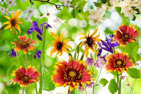 Schöne Blumen im Garten gegen die Sonne — Stockfoto