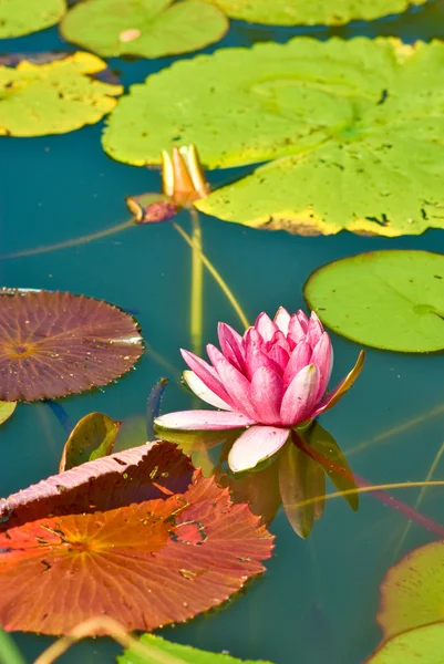 Flor de lótus na água — Fotografia de Stock