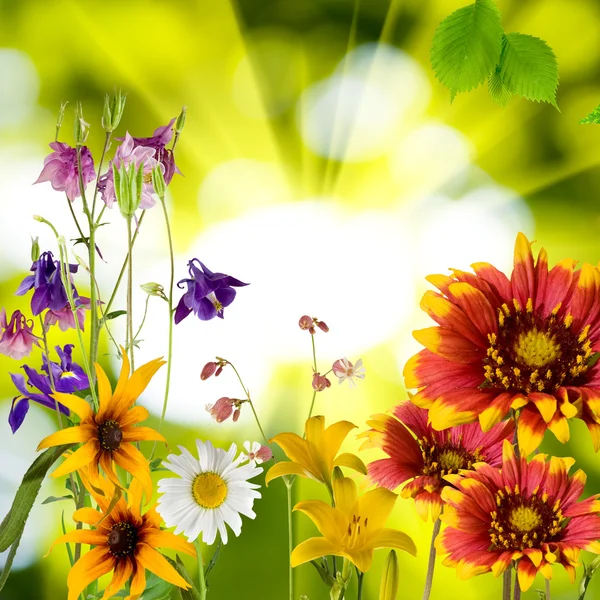 Blumen im Garten gegen die Sonne — Stockfoto