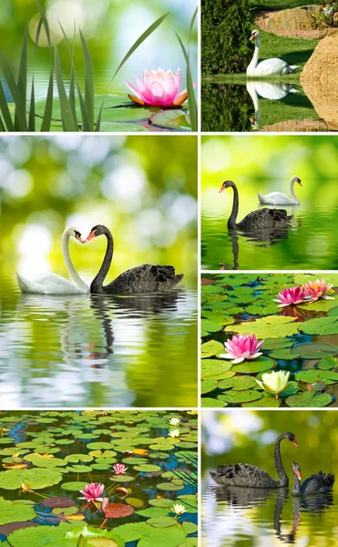 Lotus flowers and swans closeup — Stock Photo, Image