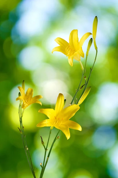 Flores amarelas em um fundo verde closeup — Fotografia de Stock