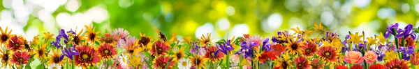 Különböző virágok, egy zöld háttér — Stock Fotó