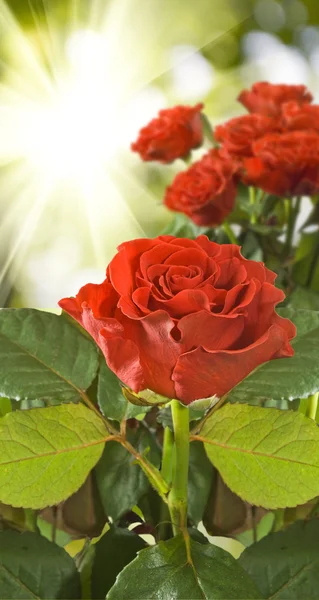 Rosas hermosas rojas sobre fondo borroso —  Fotos de Stock