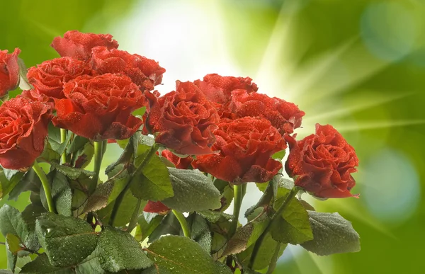 Many beautiful roses — Stock Photo, Image