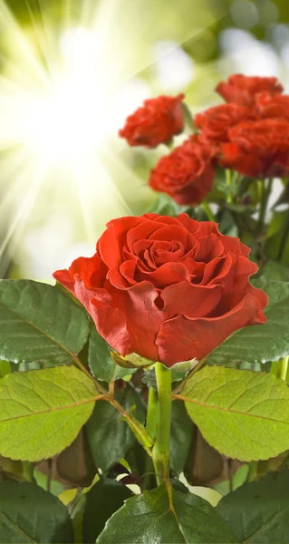 Vermelho belas rosas no fundo borrado — Fotografia de Stock
