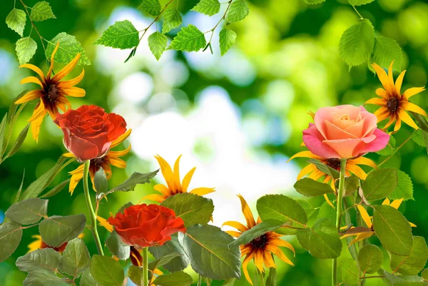 Belas rosas no fundo borrado — Fotografia de Stock