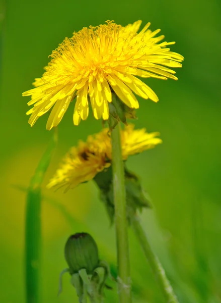 Dandelions in the garden closeup — Stock Photo, Image