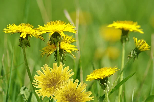 Dandelions in the garden — Stock Photo, Image