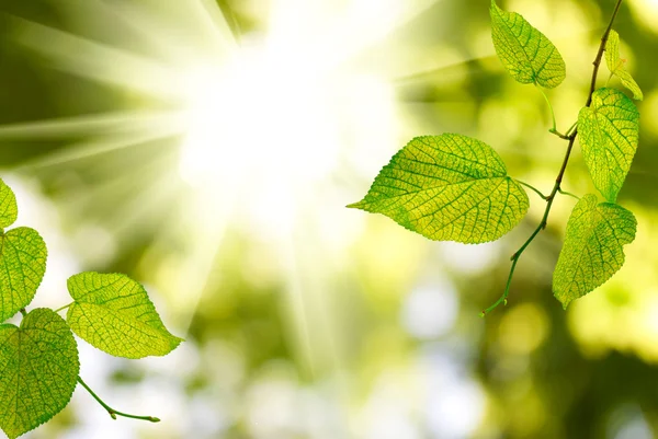 Branch with leaves — Stock Photo, Image