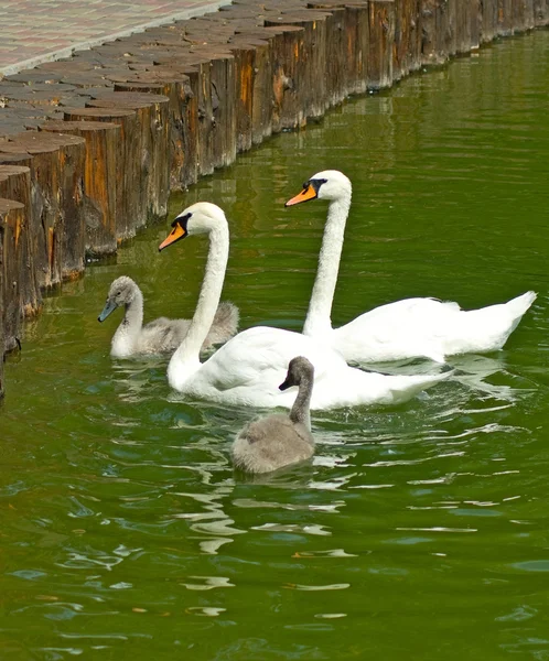 Imagem de quatro cisnes na água — Fotografia de Stock